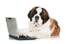 Saint Bernard Puppy In Front Of A Laptop