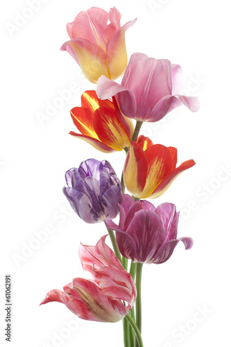 Naklejka dekoracyjna tulip