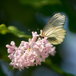 Transparent white butterfly on a pink inflorescence. Macro