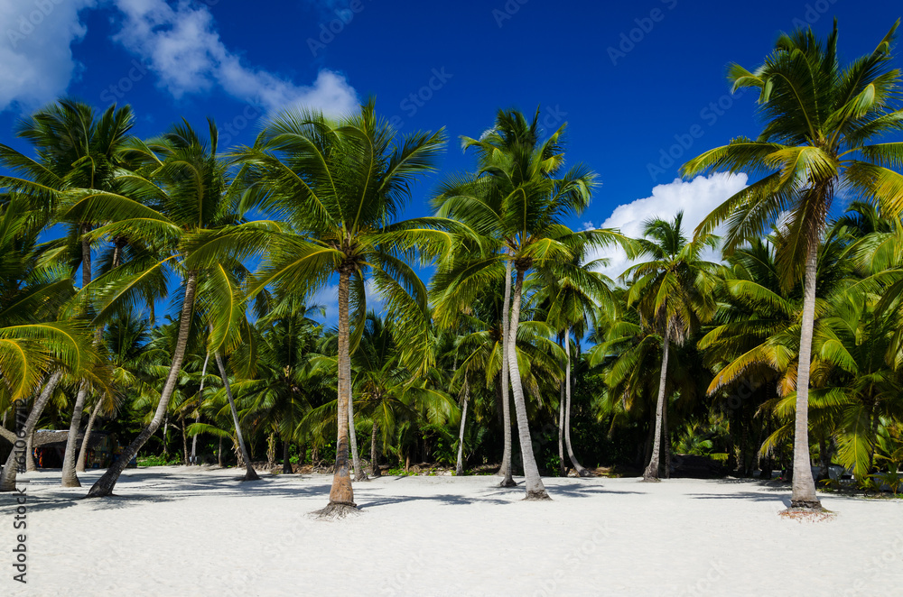 Exotic palm forest on a Caribbean beach - obrazy, fototapety, plakaty 