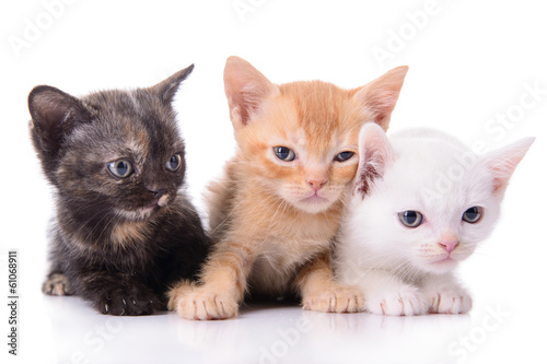 Naklejka dekoracyjna small Scottish kittens