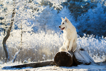 Wall Mural - Berger Blanc Suisse Shepherd dog