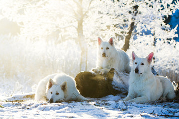  Berger Blanc Suisse Shepherd dog