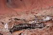 Argentina National Park. Structure of Mars