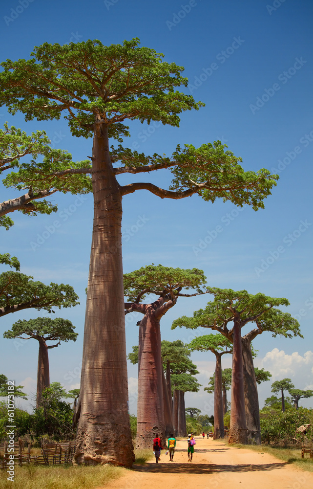 Baobab - obrazy, fototapety, plakaty 
