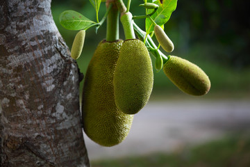 Jack fruit