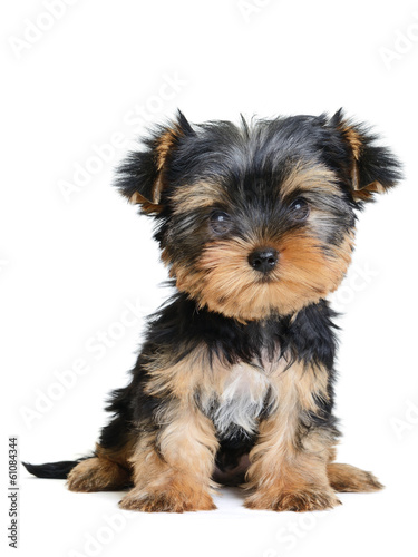 Obraz w ramie yorkshire terrier