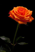 Close Up Image Of Single Orange Rose