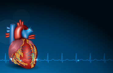 Poster - Human heart and blue background