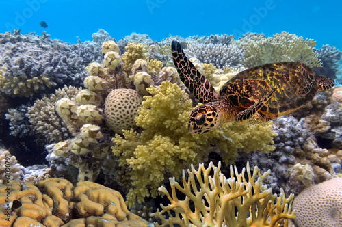 Cuadros en Lienzo green turtle swimming in blue ocean,great barrier reef