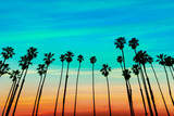 Fototapeta Miasta - California sunset Palm tree rows in Santa Barbara