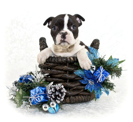 Wall Mural - Christmas Puppy