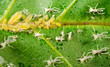 Insect Babies on a Green Leaf
