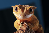 Fototapeta Sawanna - Portrait of a Caledonian crested gecko