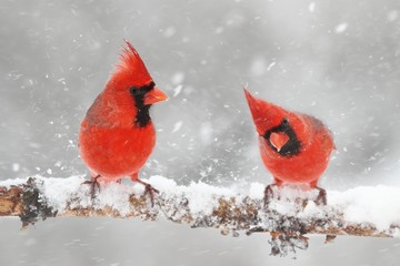 Wall Mural - Cardinals In Snow