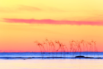 Wall Mural - Tropical sunset, abstract landscape with canes.
