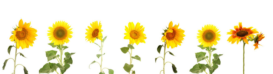 Poster - Sunflowers isolated on white