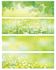 Wall Mural - vector spring nature banners, birch tree leaves, dandelion an