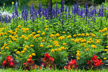 Wall Mural - colorful blooming  flower garden