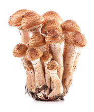 Mushrooms Honey Agarics (Armillaria Mellea) Isolated On White Ba