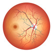 Human eye anatomy, retina detailed illustration