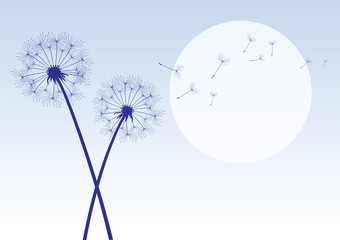  blue dandelions with flying seeds
