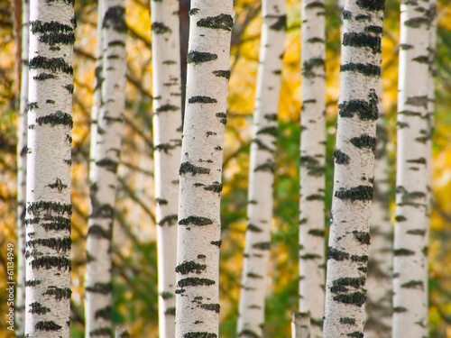 Naklejka na drzwi Trunks of birchwood