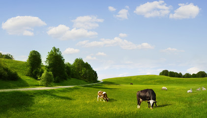 Wall Mural - eco pasture