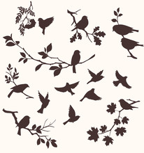 Birds And Twigs