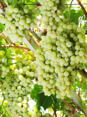 fresh ripe grapes fruit growing in nature