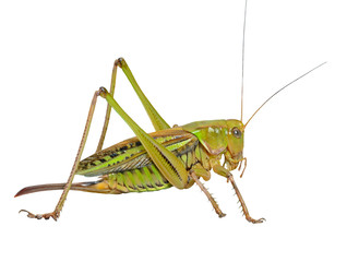 Wall Mural - Grasshopper 24