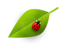 Red Ladybug On Green Leaf