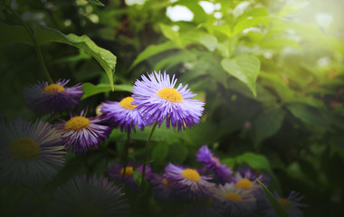 Wall Mural - Flowers