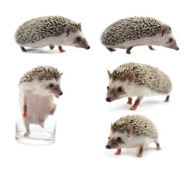  hedgehog isolated on white background