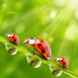 Funny ladybugs on a dewy grass.