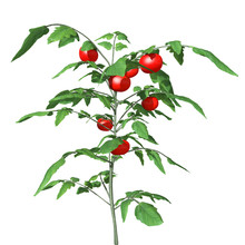 3d Illustration Of A Tomato Plant