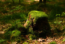 Stump With Moss