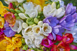 variety of colorful freesias, floral background