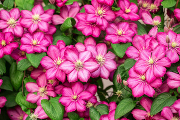 Pink clematis flowers.