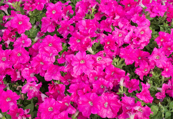 Wall Mural - pink petunia flowers