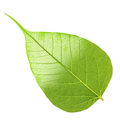 Wall Mural - Green leaf half skeleton isolated on white background
