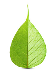 Wall Mural - Green leaf half skeleton isolated on white background