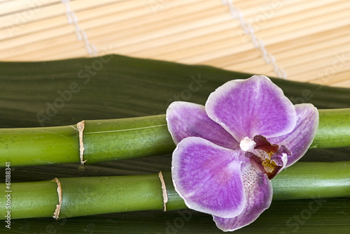 fioletowy-storczyk-obok-zielonej-lodygi-bambusa