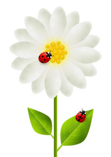 Red Ladybugs On White Flower