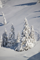 Sticker - snow covered trees