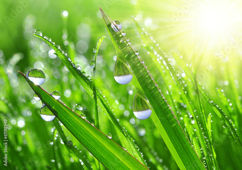 Naklejka na szybę Zielona trawa z kropelkami wody