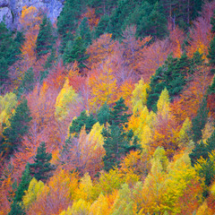 Wall Mural - Autumn forest in Pyrenees Valle de Ordesa Huesca Spain