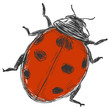 vector sketch illustration - ladybug