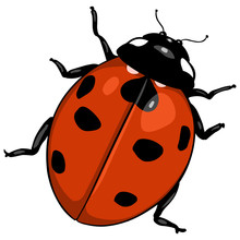 Vector Cartoon Ladybug