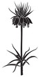 Imperial Fritillaria